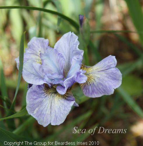 Sea of Dreams